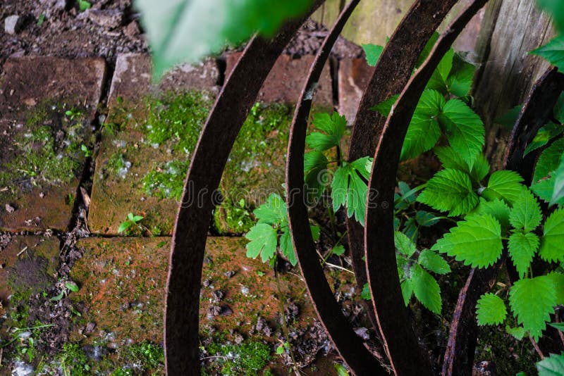 Starzy ośniedziali żelazo talerze spirally przekręcali w okręgi przeciw tłu przetarte cegły zakrywać z mech i zielonymi roślinami zdjęcia stock Starzy ośniedziali żelazo talerze spirally przekręcali w okręgi przeciw tłu przetarte cegły zakrywać z mech i zielonymi roślinami zdjęcia stock