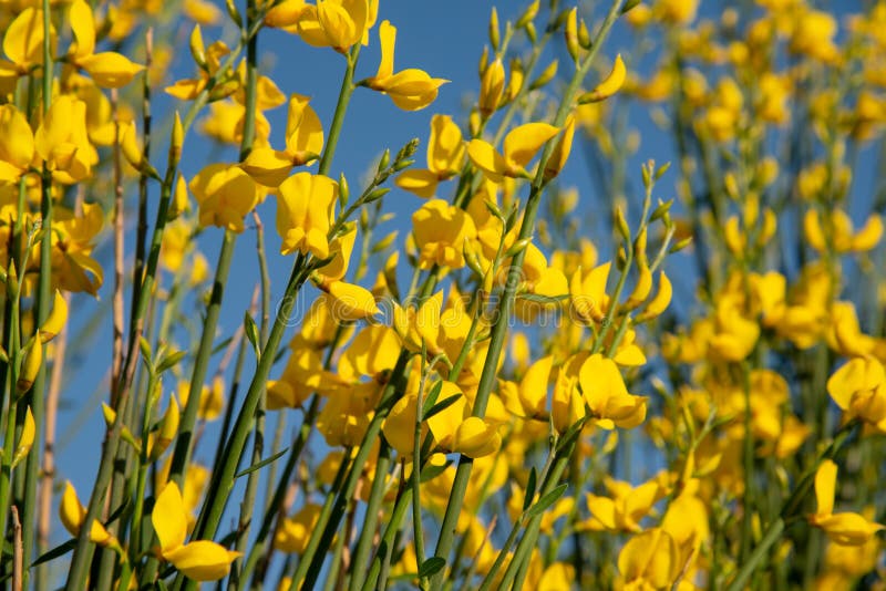 ?stas son flores amarillas del genista salvaje Fondo imagen de archivo libre de regalías ?stas son flores amarillas del genista salvaje Fondo imagen de archivo libre de regalías