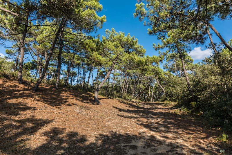 State Forest of Olonne stock photo. Image of shadow, dolonne - 99044982