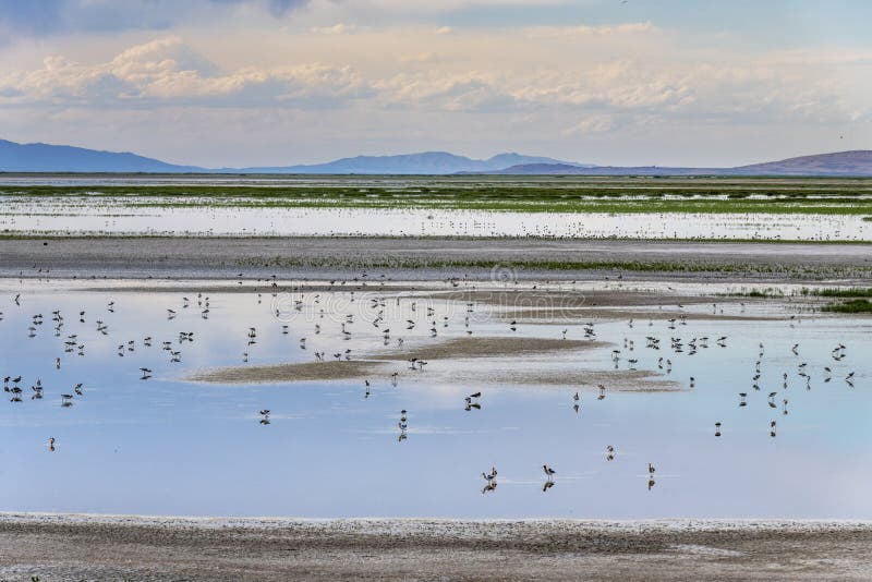 State Park Antelope Island royalty-vrije stock foto State Park Antelope Island royalty-vrije stock foto