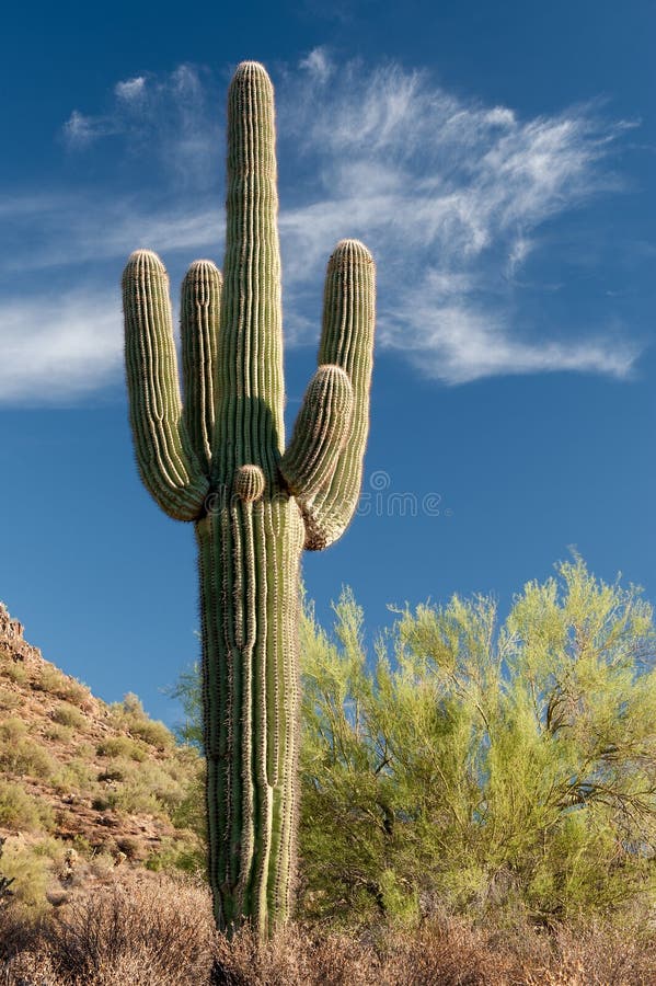 Stately Saguaro royalty free stock image