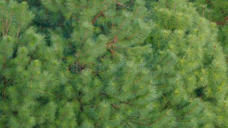 Pinul flutură cu vântul. frunzele de păianjen. statică. stock video