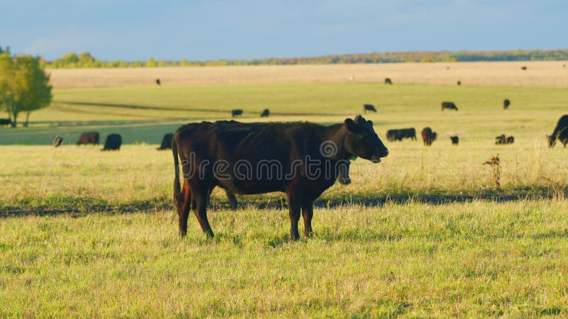 Agribusiness with natural pasture. Green pasture meadow on summer. Black angus beef cow. Static view.