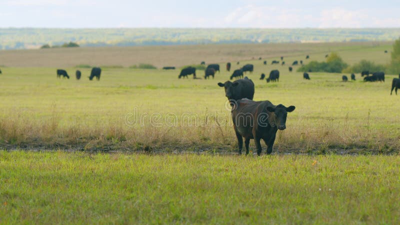 Agribusiness with natural pasture. Green pasture meadow on summer. Black angus beef cow. Static view.