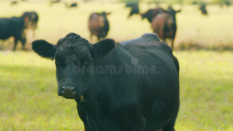 Black angus beef cow. Cow on a green summer pasture. Black cows stand grazing on meadow field. Static view.
