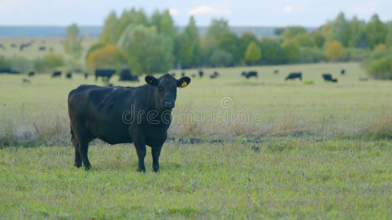 Black angus beef cow. Cow on a green summer pasture. Black cows stand grazing on meadow field. Static view.