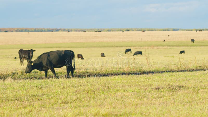 Black angus cattle grazing on a green grass pasture. Grass fed organic beef. Cow in pasture. Static view.