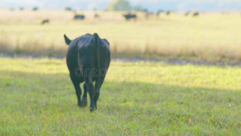 Black angus cows standing in pasture. Black cow grazing on a summer pasture. Static view.