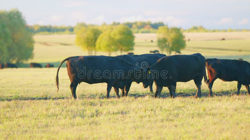Black angus cows standing in pasture. Black cow grazing on a summer pasture. Static view.