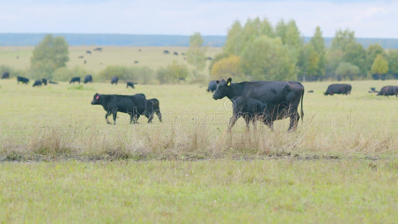Black angus cows standing in pasture. Young black cow on pastures. Static view.