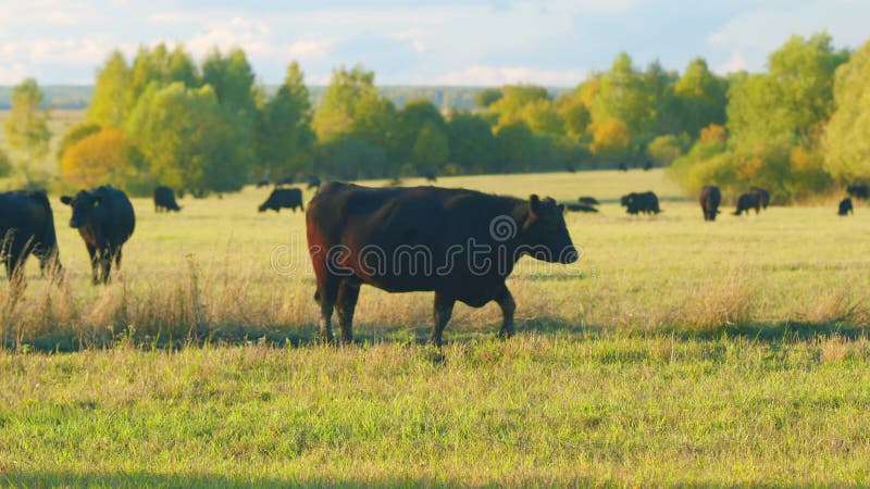 Cattle brazing in fields. Black angus cows as herd. Powerful black cow that eats grass. Static view.