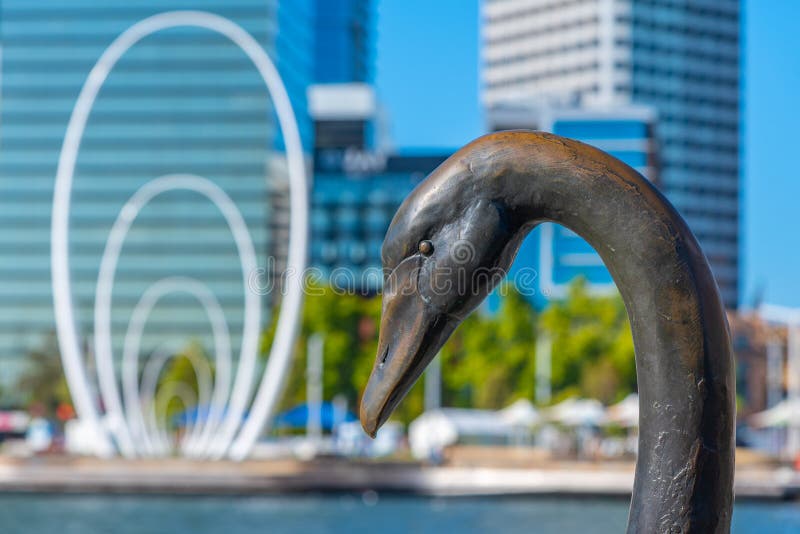 Statue of Black Swan Ain Perth, Australia Editorial Stock Image Image