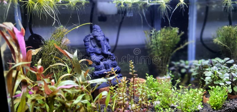 Statue underwater plants aquascape light green creative stock photo
