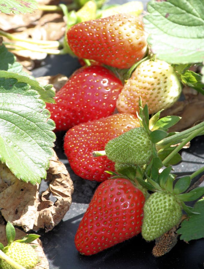 Strawberry farm full of red ripe strawberries. Strawberry farm full of red ripe strawberries