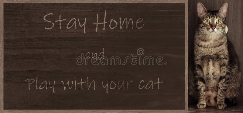 Blackboard Gift Kitten Memo board Cat Chalkboard 