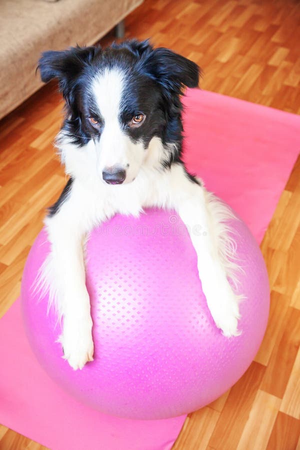 Stay Home Stay Safe. Funny dog border collie practicing yoga lesson with gym ball indoor. Puppy doing yoga asana pose on pink yoga. Mat at home. Calmness relax royalty free stock photography Stay Home Stay Safe. Funny dog border collie practicing yoga lesson with gym ball indoor. Puppy doing yoga asana pose on pink yoga. Mat at home. Calmness relax royalty free stock photography