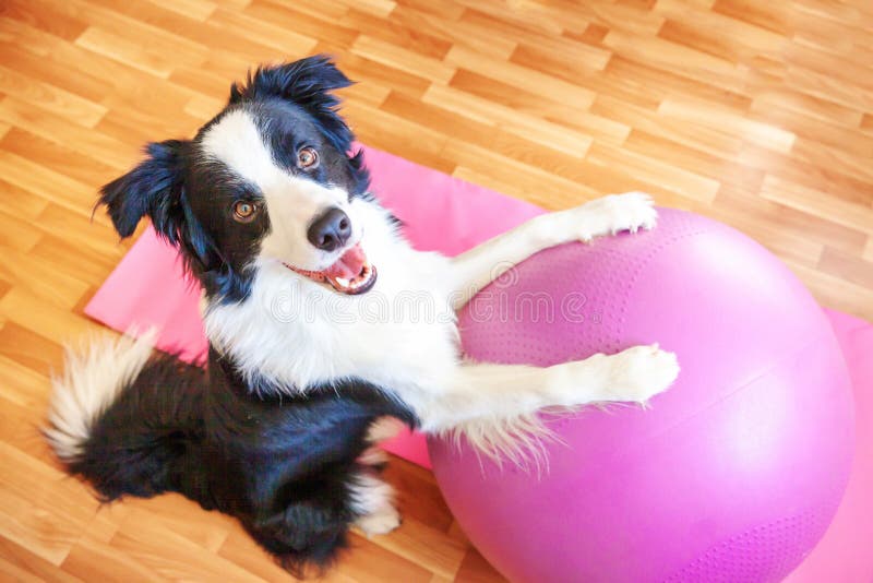 Stay Home Stay Safe. Funny dog border collie practicing yoga lesson with gym ball indoor. Puppy doing yoga asana pose on pink yoga. Mat at home. Calmness relax royalty free stock photography Stay Home Stay Safe. Funny dog border collie practicing yoga lesson with gym ball indoor. Puppy doing yoga asana pose on pink yoga. Mat at home. Calmness relax royalty free stock photography