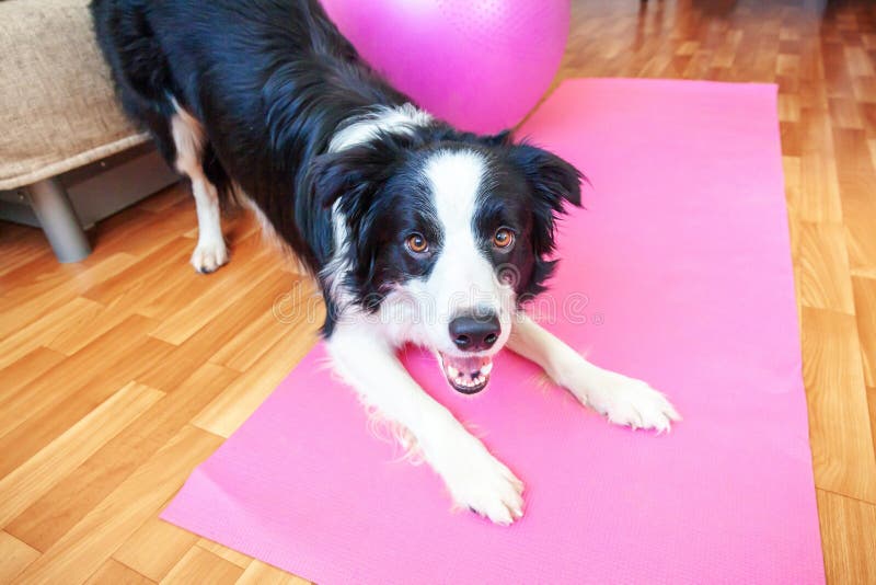 Stay Home Stay Safe. Funny dog border collie practicing yoga lesson indoor. Puppy doing yoga asana pose on pink yoga mat at home. Calmness and relax during royalty free stock photo Stay Home Stay Safe. Funny dog border collie practicing yoga lesson indoor. Puppy doing yoga asana pose on pink yoga mat at home. Calmness and relax during royalty free stock photo