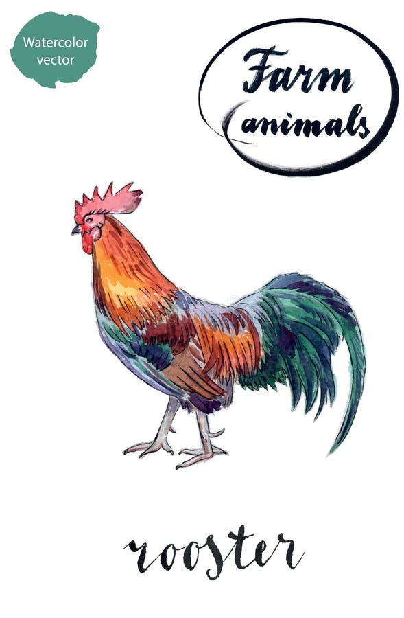 Download Pecking rooster stock vector. Illustration of drawing - 32021539