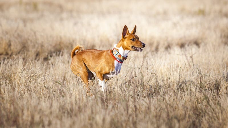 Stażowy goniący Basenji psa ślad biega przez pole zdjęcie royalty free Stażowy goniący Basenji psa ślad biega przez pole zdjęcie royalty free