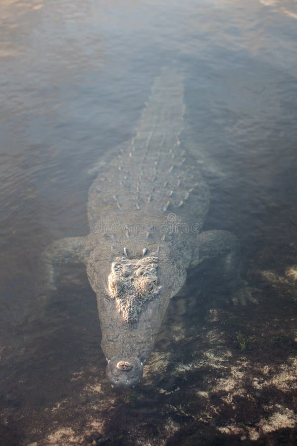 Stealthy American Crocodile in Caribbean Lagoon