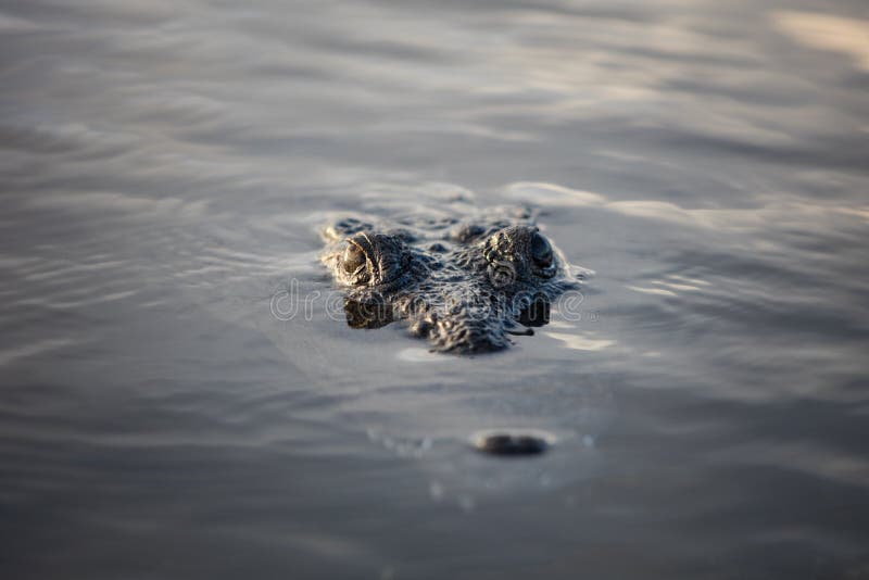 Stealthy American Crocodile at Surface of Lagoon