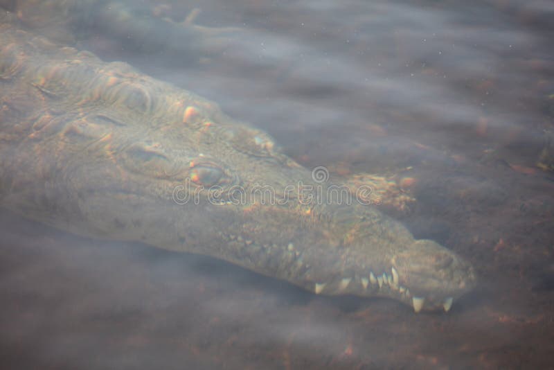Stealthy American Crocodile Underwater