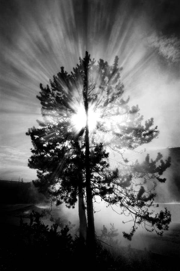 Steam and Tree with Sunlight Rays Sky Black and White