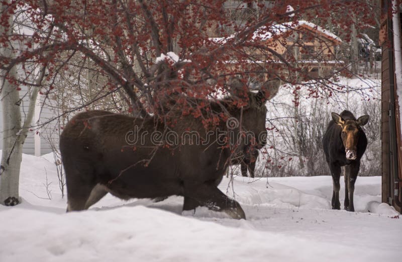 Steamboat Springs Moose In Winter