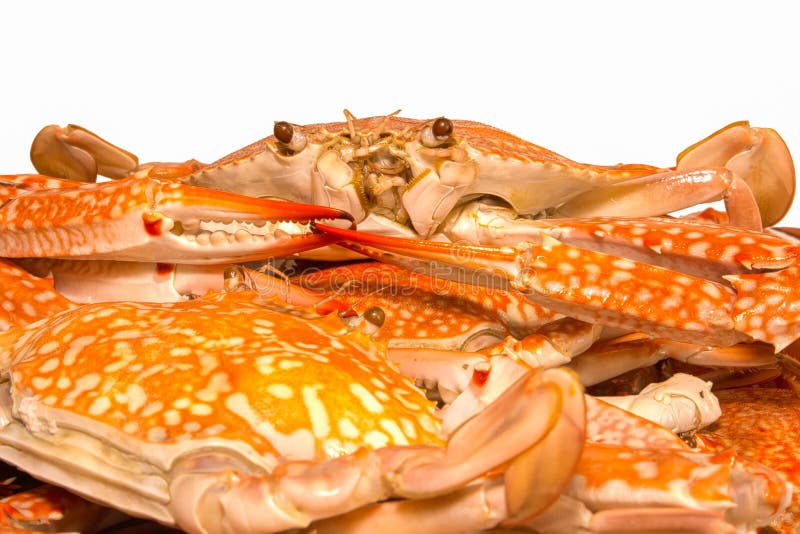 Steamed Crab Boiled Seafood Stock Photo Image of maryland, lunch
