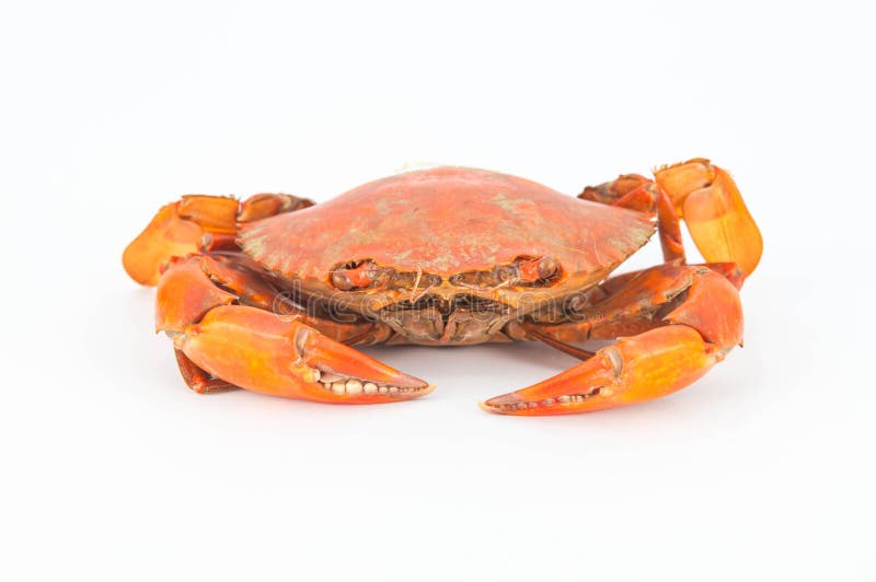 Blue crab stock image. Image of crab, seafood, crayfish 28446179