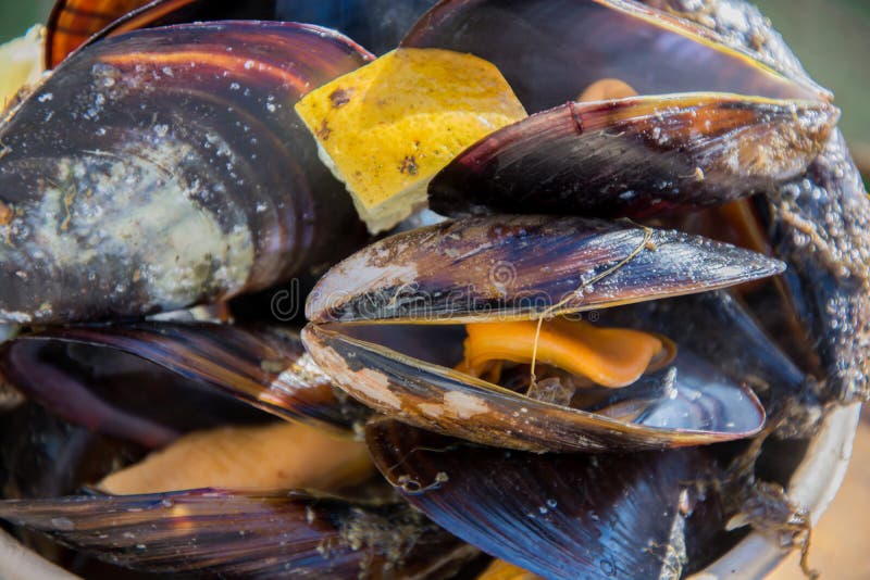 Steamed mussels with lemon stock photo. Image of open 137847380