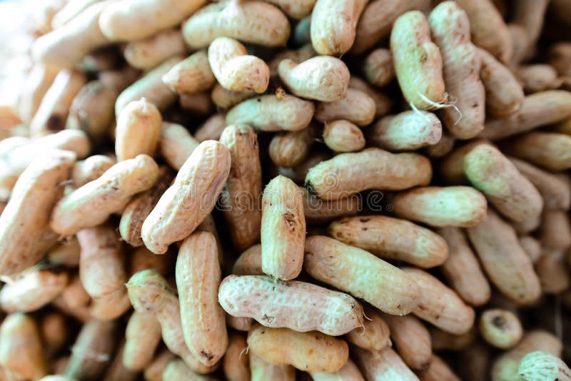 Steamed Peanut for Sale in Transparent Bag Stock Photo Image of