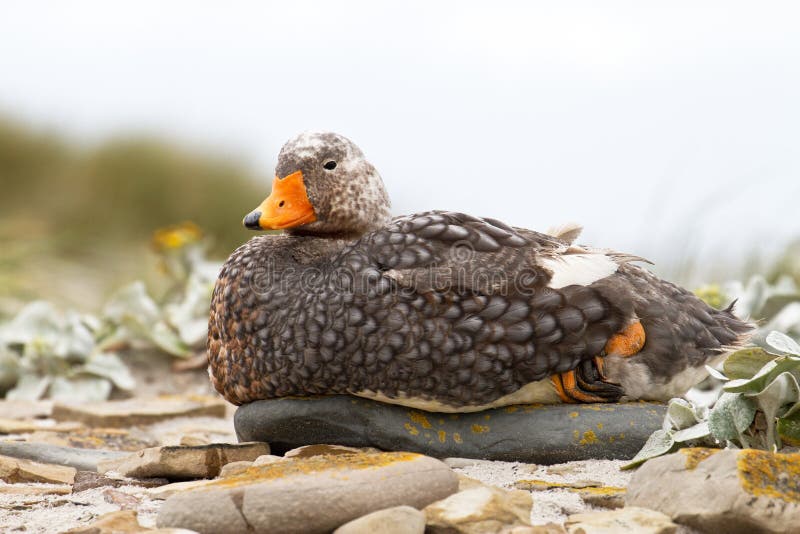 Steamer Duck stock photo. Image of antarctica, breeding 31074580