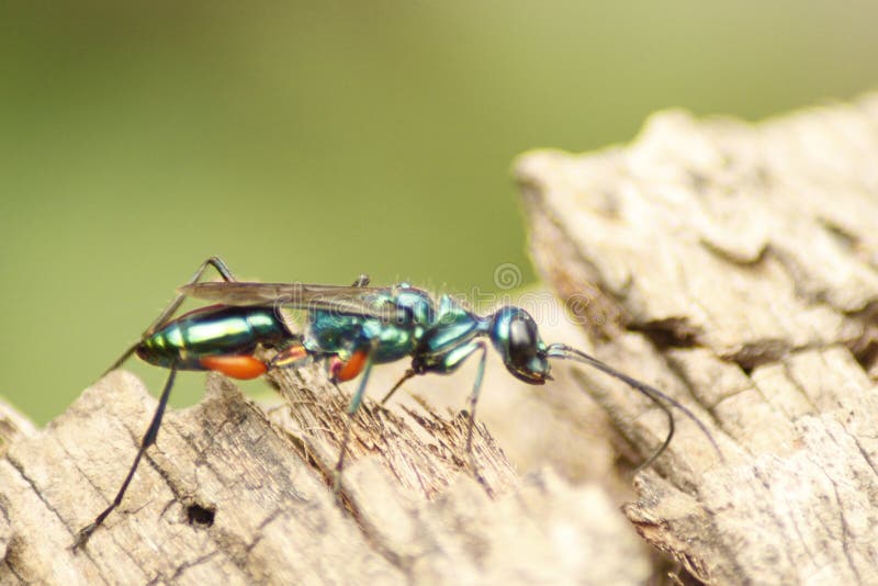 Gefährliche Insekten Von Afrika Goldene