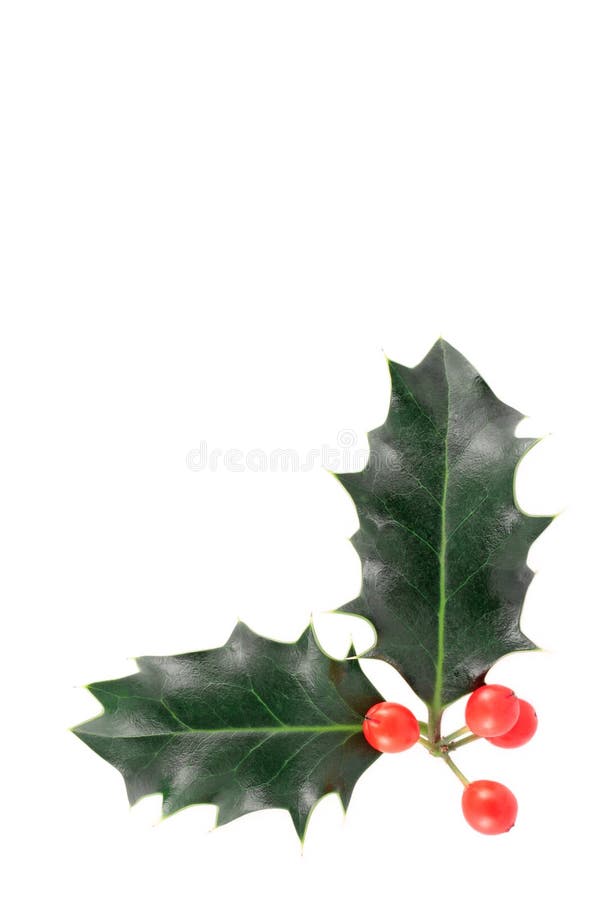 Stechpalme lizenzfreies stockfoto Stechpalme lizenzfreies stockfoto