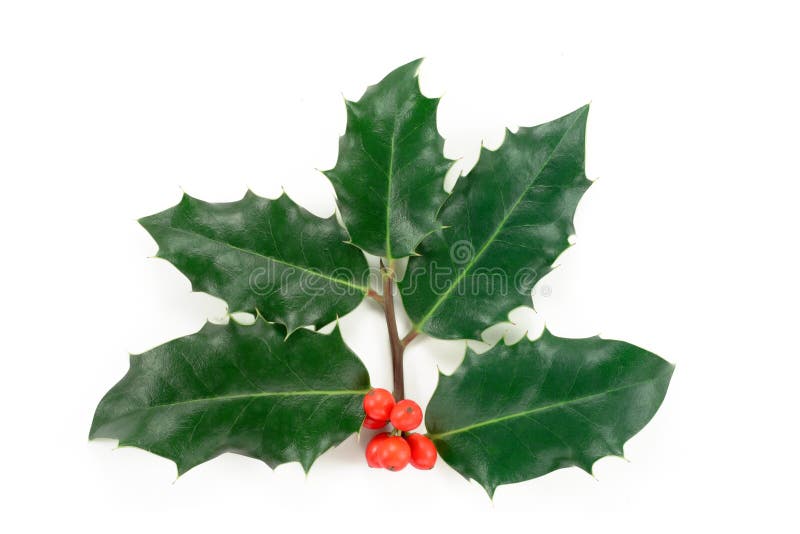 Stechpalme (Ilex Aquifolium) Stockfoto Bild von ilex