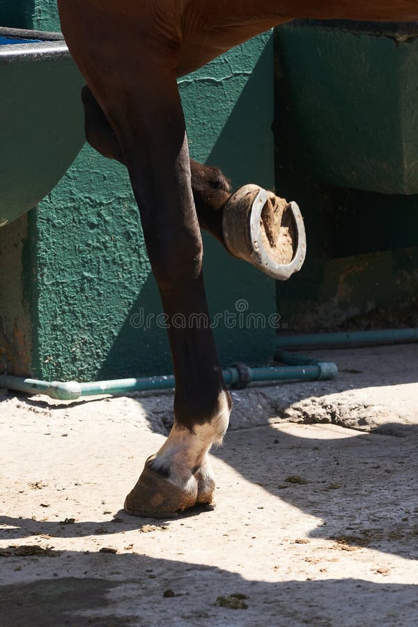 Steel Horseshoe on Riding Horse Stock Image Image of horse, track