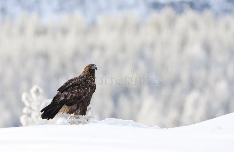 Steenarend, Golden Eagle, Aquila chrysaetos