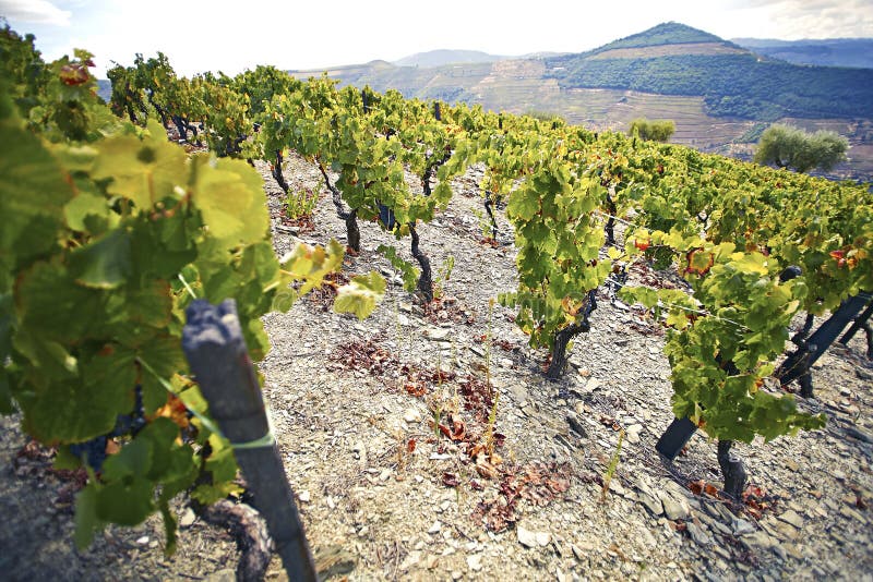 Steep, stony path among green wine bushes with the river in the background. stock photo Steep, stony path among green wine bushes with the river in the background. stock photo