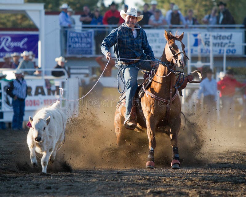 Steer Roping Sisters, Oregon PRCA Pro Rodeo 2011 Editorial Stock Photo Image of bronc