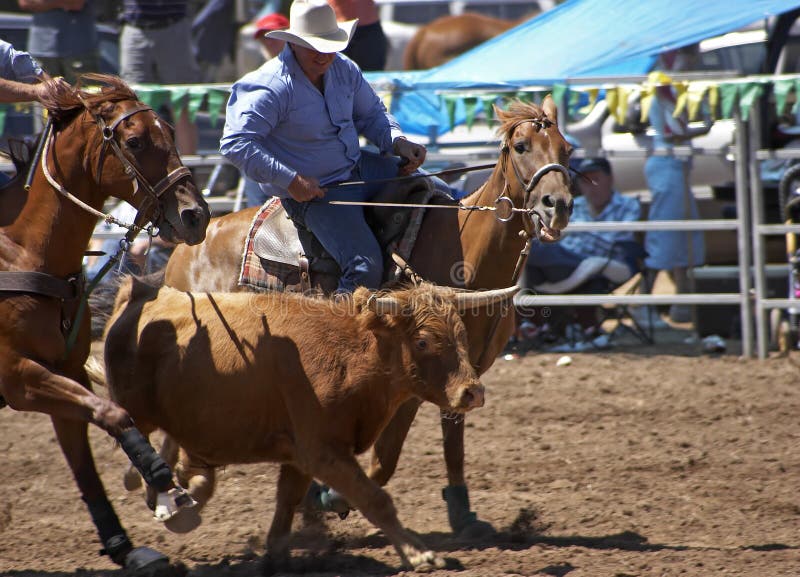 A cowboy is about to wrestle a steer to the ground. A cowboy is about to wrestle a steer to the ground