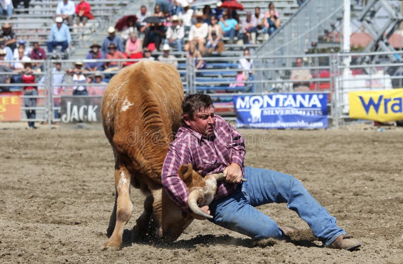 Steer Wrestling editorial photography. Image of build 19250517