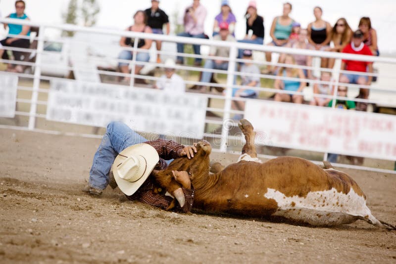 Steer Wrestling stock photo. Image of sport, horn, prairie 3370176