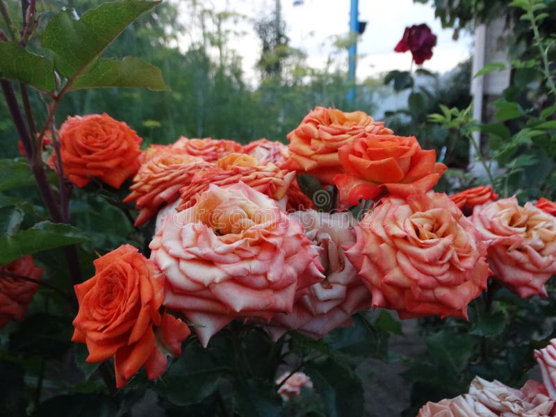 Steg - drottningen av blommor royaltyfri foto Steg - drottningen av blommor royaltyfri foto