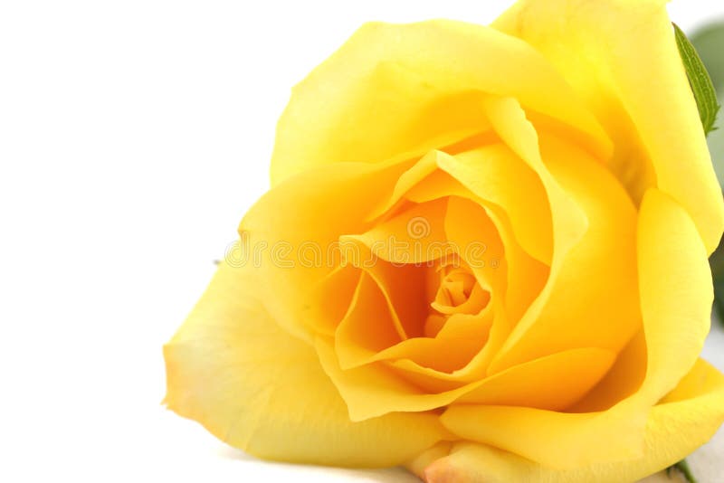 steg yellow steg yellow
