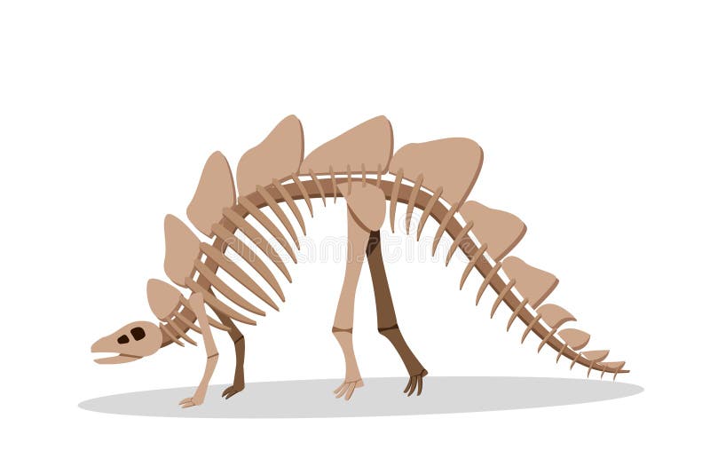 Bone of Stegosauras isolated on white, vector design. Bone of Stegosauras isolated on white, vector design