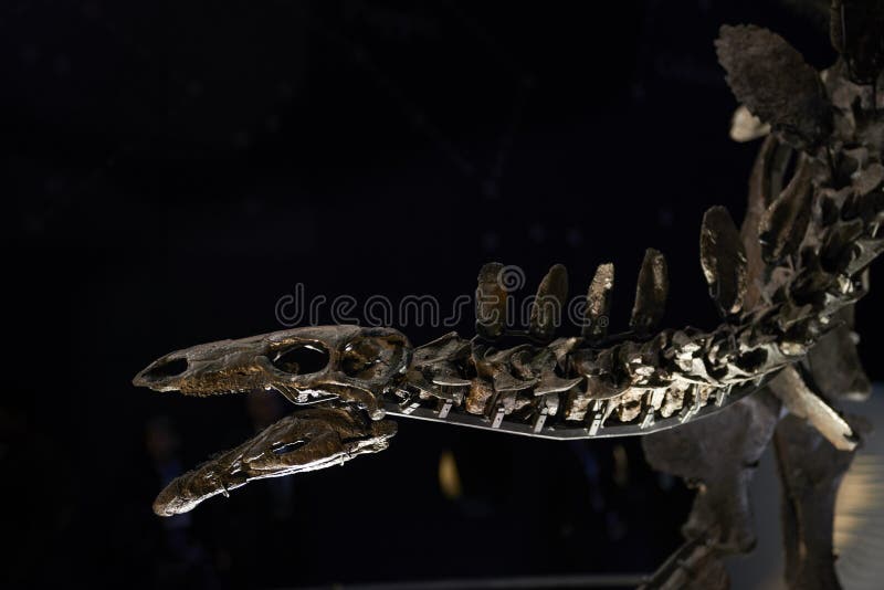 Detail of Stegosaurus skeleton at the Natural History Museum in London, UK.