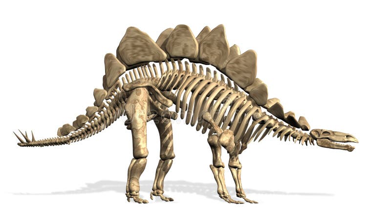 Stegosaurus Skeleton Stock Photos - Image: 2595533