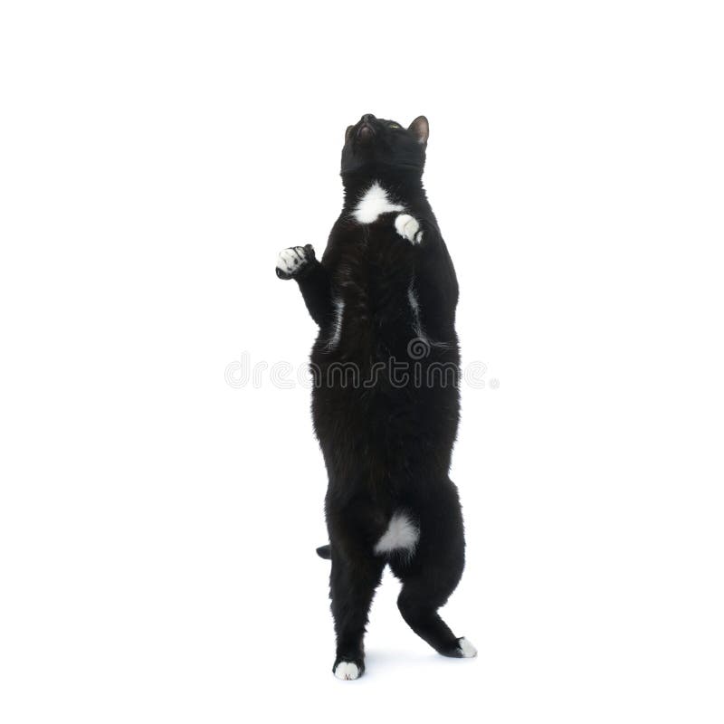 Stehende Schwarze Katze Lokalisiert Uber Dem Weissen Hintergrund Stockfoto Bild Von Neugierig Katzenartig 77887132
